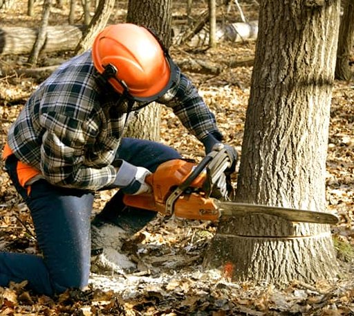 Tree Removal in Van Buren, ME